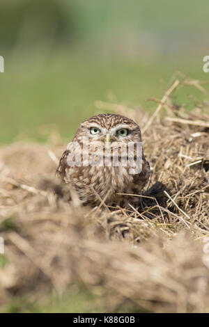 Little Owl (Athene noctua) adult, sitting in straw, West Yorkshire, England, April (captive bird) Stock Photo