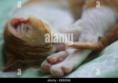 ginger white baby cat bedtime Stock Photo