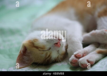 ginger white baby cat bedtime Stock Photo