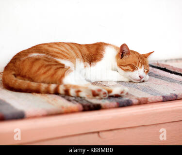 Red cat lays on a rug on a bench Stock Photo