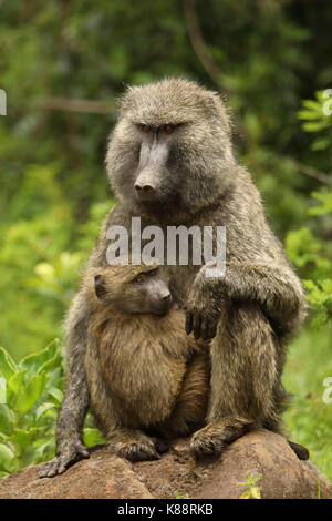 Olive baboons, Papio anubis, mother and young, Kenya Stock Photo