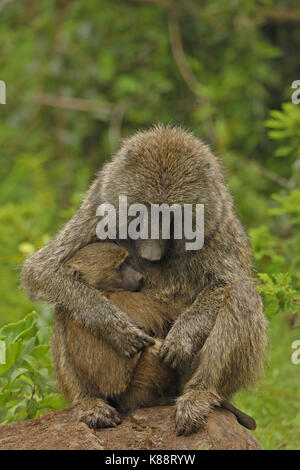 Olive baboons, Papio anubis, mother and young, Kenya Stock Photo