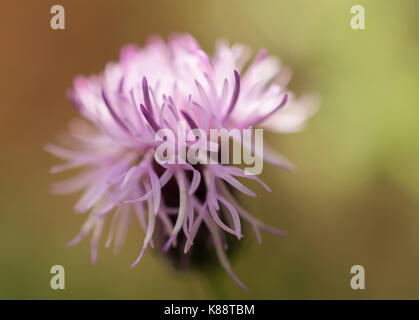 Creeping thistle flower Stock Photo