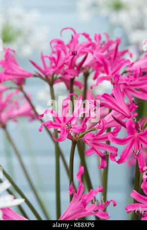 Amarine anastasia. Amarine belladiva Anastasia flowers at RHS Wisley flower show. Amaryllis and Nerine cross Stock Photo