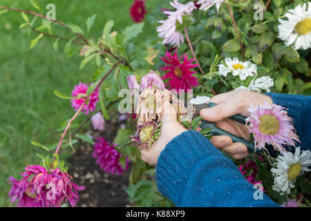 Callistephus chinensis. Gardener removing the dead heads from Aster giant single andrella mixed flowers to collect seeds for next year. UK Stock Photo
