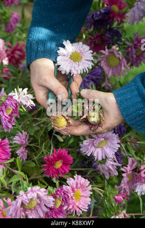 Callistephus chinensis. Gardener removing the dead heads from Aster giant single andrella mixed flowers to collect seeds for next year. UK Stock Photo