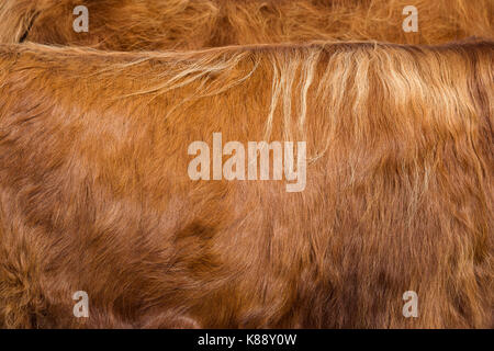 highland cow hides for sale