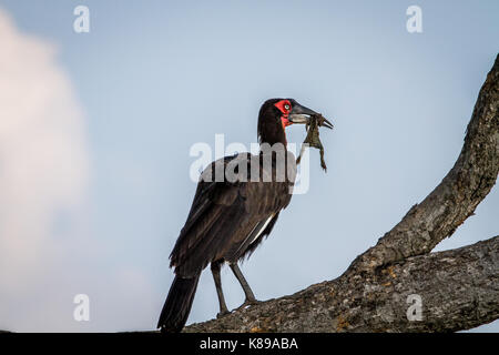 Southern ground hornbill with a frog kill in the Chobe National Park, Botswana. Stock Photo