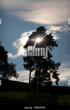Tree silhouetted against the low sun with blue skies behind in a rural setting in Bala North Wales Stock Photo