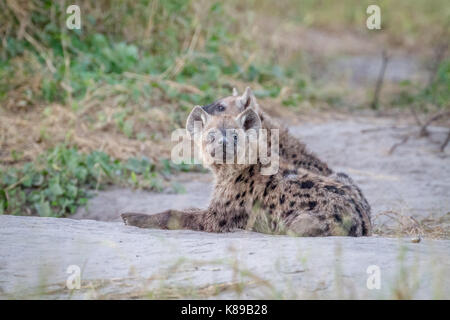 Young Spotted hyena starring at the camera in the Chobe National Park, Botswana. Stock Photo