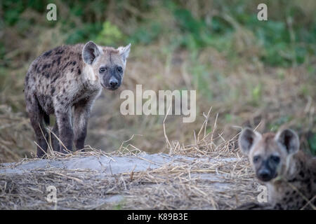 Young Spotted hyena starring at the camera in the Chobe National Park, Botswana. Stock Photo