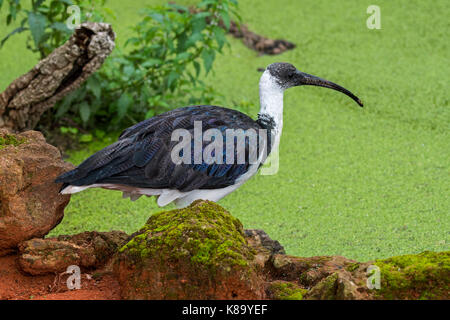 Straw-necked ibis (Threskiornis spinicollis) native to Australia and New Guinea Stock Photo