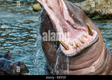 Common hippopotamus / hippo (Hippopotamus amphibius) in lake showing huge teeth and large canine tusks in wide open mouth Stock Photo