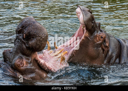 Fighting hippopotamuses / hippos (Hippopotamus amphibius) in lake showing huge teeth and large canine tusks in wide open mouth Stock Photo