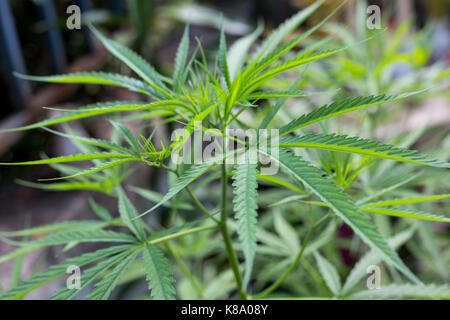 Young leaf of marijuana plant Stock Photo