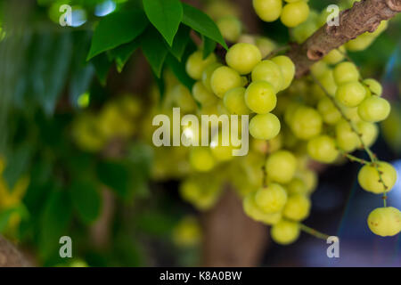 Star gooseberry on tree. Stock Photo