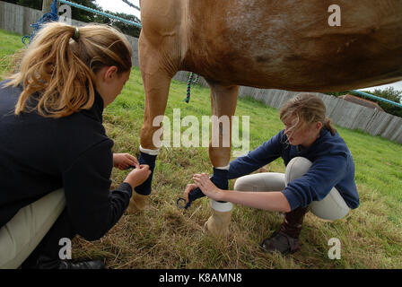 A young female horse rider applying excercise bandages to a horses legs before training at a pony club meeting or event. Support for horses legs wraps Stock Photo