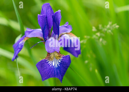 Purple Bearded Iris, Jamestown, Rhode Island Stock Photo