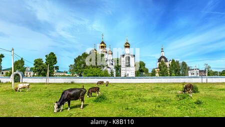 Cattle in pasture at St. Nicholas Monastery in Pereslavl-Zalessky - Yaroslavl Region, Russia Stock Photo