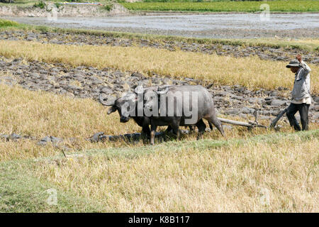 A vietnamese farmer ploughs his field using 2 water buffalo (bubalus bubalis). Stock Photo