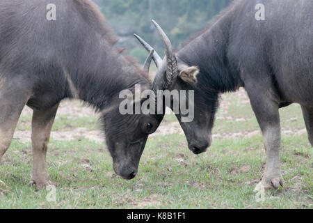 A pair of evenly matched adolescent water buffalo (bubalus bubalis) testing their strength against one another to show superiority. Stock Photo