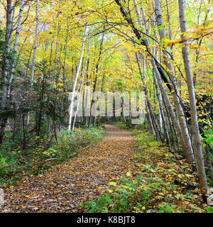 Forest trail through the Sacandaga Pathway in the Adirondack Park in autumn. Stock Photo
