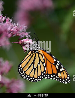 Monarch butterfly (Danaus plexippus) feeding on Joe-Pye flowers in the garden. Stock Photo