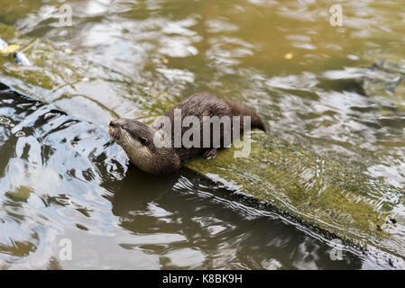 Photo of an animal called Asian Small-Clawed Otter - Scientific name : Aonyx Cinereus (selective focus) Stock Photo