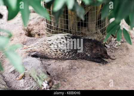 Photo of an animal called Malayan Porcupine - Scientific name - Hystrix Brachyura (Selective Focus) Stock Photo