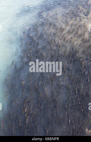 Abundant Eulachon (candlefish) run in the Chilkoot River near Haines Alaska shot from above. Stock Photo