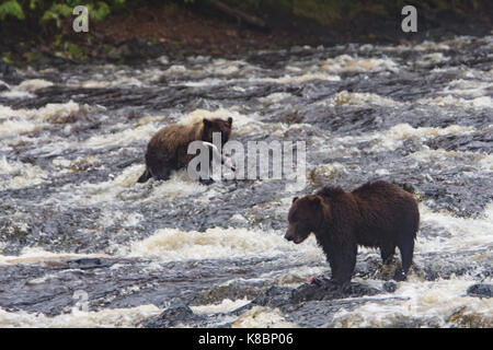 Coastal brown bears fish for salmon in a river in Southeast Alaska, USA Stock Photo