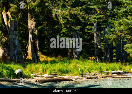 The funeral poles, also known as totem poles, in SGang Gwaay world heritage site, Haida Gwaii, First Nations, British Columbia, Canada Stock Photo