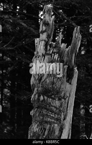 The funeral poles, also known as totem poles, in SGang Gwaay world heritage site, Haida Gwaii, First Nations, British Columbia, Canada Stock Photo