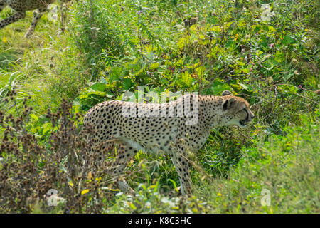 A Cheetah at Parc Safari. Stock Photo
