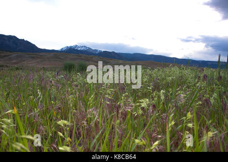 Close up of the grasses with lavender and light green seed heads in a meadow in Yellowstone National Park Stock Photo