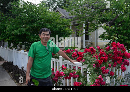 Gardner Peter Shinyeda with his roses on white fence in the Whittier neighborhood of Boulder, CO Stock Photo