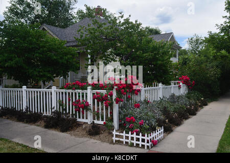 Red Roses on fence, Central Boulder, CO, garden, gardening Stock Photo