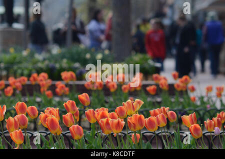 The annual Tulip display on Pearl Street Mall in Boulder, Colorado Stock Photo
