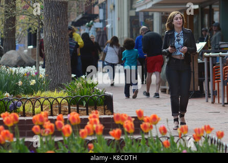 Woman walking on Pearl Street Mall in Boulder during the annual spring tulip display. Pearl St. Mall, pedestrians, flowers Stock Photo