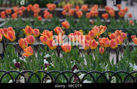 The annual Pearl Street Mall tulip dos[ay in Boulder, CO Stock Photo