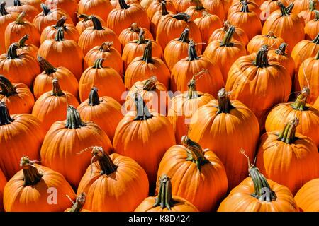Pile of pumpkin at a fresh market Stock Photo