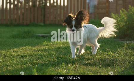 Beautiful young male dog Continental Toy Spaniel Papillon on green lawn Stock Photo