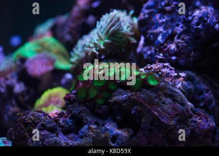 green zoa coral Stock Photo