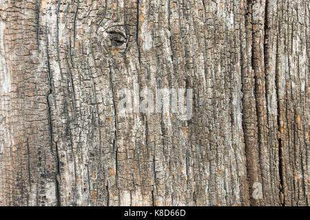 Old Wood Tree Texture Background Stock Photo