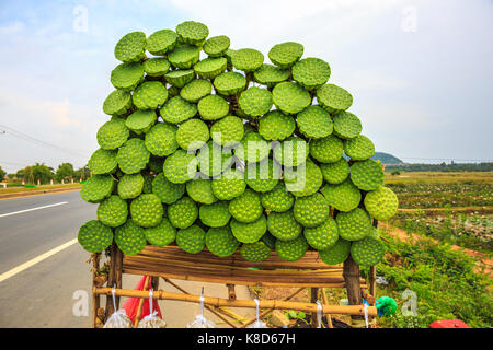 Street Food of Fresh Lotus Fruit Is Displayed for Sale along a Highway in Cambodia Popular for Travellers.. Stock Photo