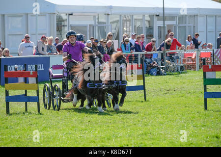 Scurry Racing Scurry racing at Chatworth International Horse Trials Stock Photo - Alamy