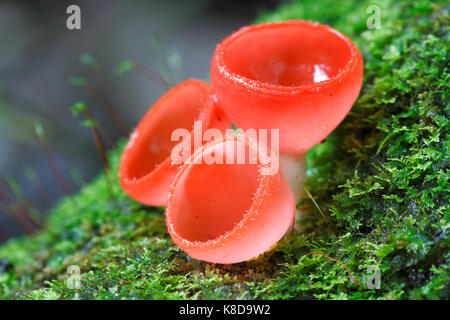 Cookeina sulcipes : a small beautiful cup fungi from tropical rainforest of Southeast Asia Stock Photo
