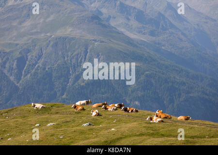 Group of red and white cows at high altitude in the Alps mountains, agriculture in Austria Stock Photo