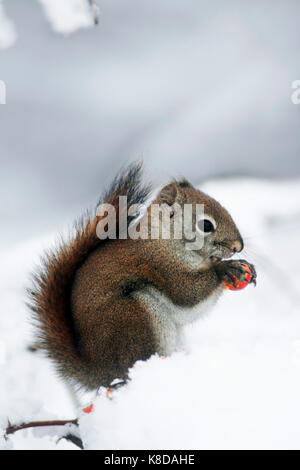 American Red Squirrel in winter, Alaska Chilkat Bald Eagle Preserve, Alaska, USA / (Tamiasciurus hudsonicus) | Rothoernchen im Winter, Alaska Stock Photo