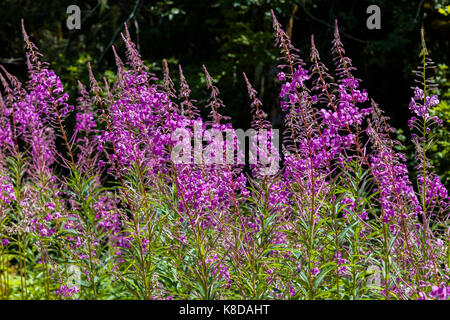 Chamaenerion angustifolium, commonly known in North America as fireweed in Northwest Washington State Stock Photo